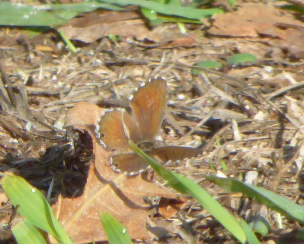 Polyommatus bellargus?